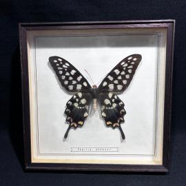 Бабочка в рамке 19 на 19 см "Papilio antenor" Мадагаскар, винтаж, СССР