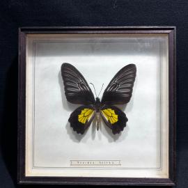 Бабочка в рамке 19 на 19 см "Troides helena" Ява, винтаж, СССР