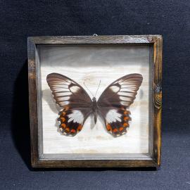Бабочка в рамке 15 на 15 см "Papilio" Малайзия, винтаж, СССР