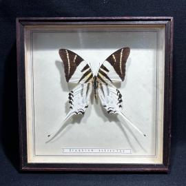 Бабочка в рамке 19 на 19 см "Graphium androclas" Индонезия, винтаж, СССР
