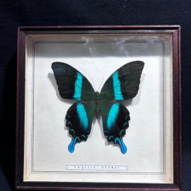 Бабочка в рамке 19 на 19 см "Papilio blumei" остров Целебес, винтаж, СССР