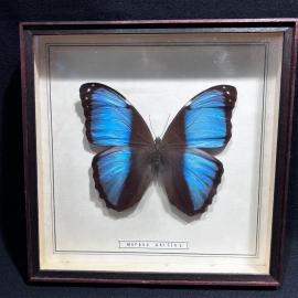 Бабочка в рамке 19 на 19 см "Morpho ahilles" Бразилия, винтаж, СССР