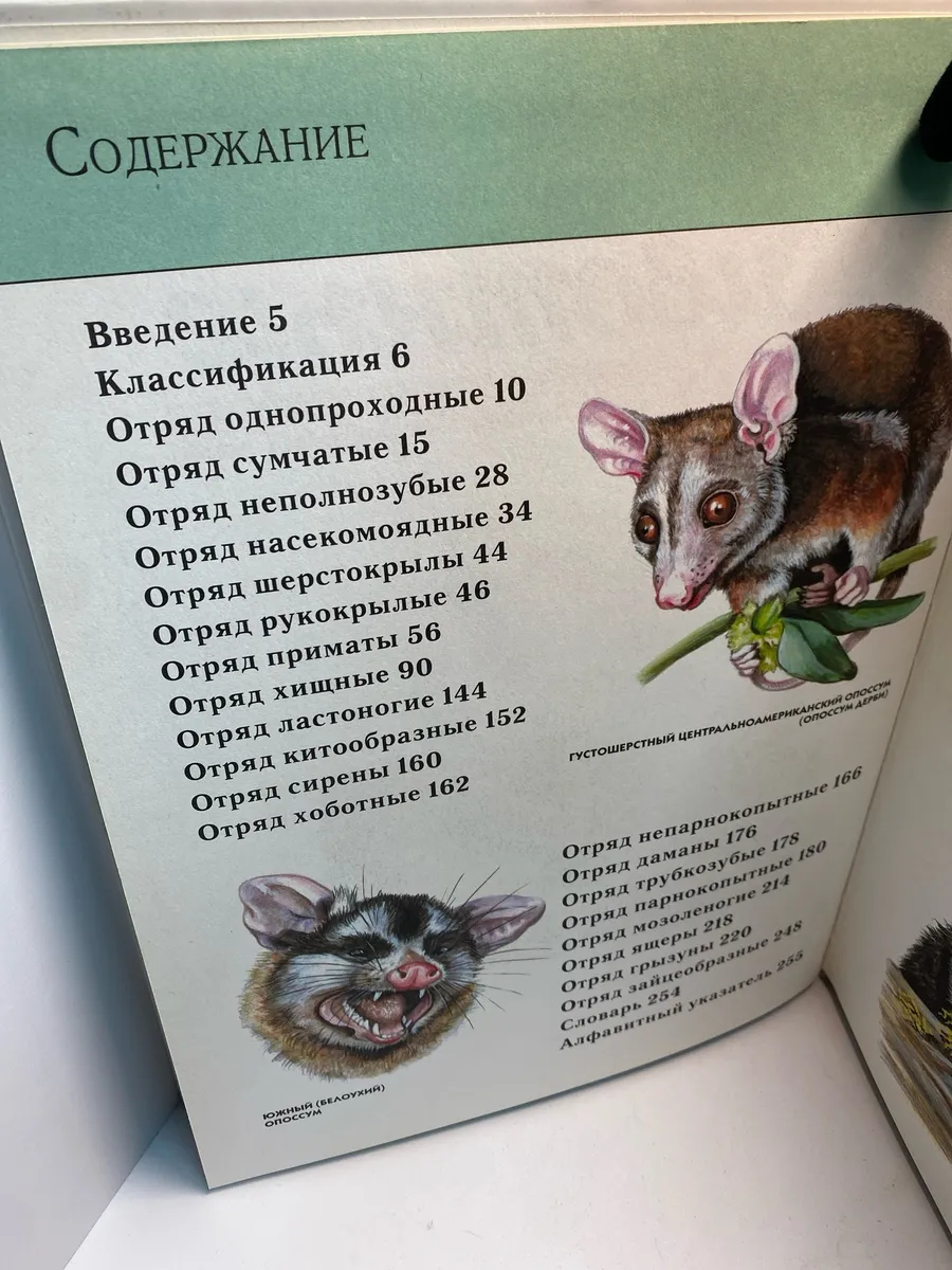 Картинка 5