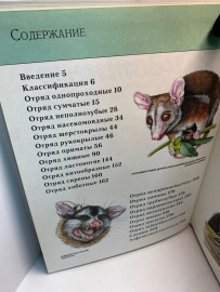 Картинка 5