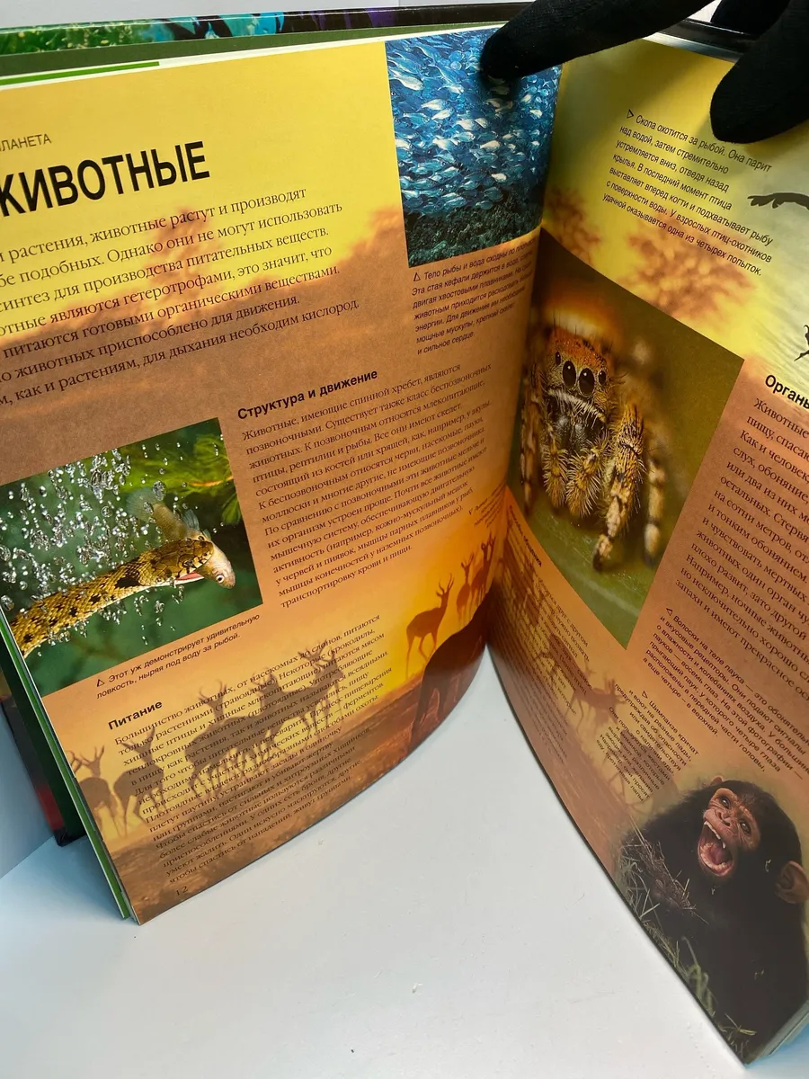 Картинка 6
